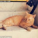 Bernard Stroman Profile Picture