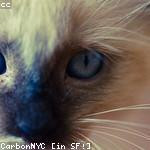 Era Fahey Profile Picture